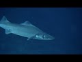 Arrowhead Dogfish: 2019 Southeastern U.S. Deep-sea Exploration