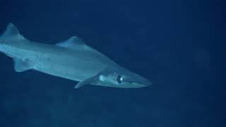 Arrowhead Dogfish: 2019 Southeastern U.S. Deep-sea Exploration