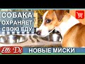 НОВЫЕ МИСКИ МОЕЙ СОБАКИ | ВАША СОБАКА ОХРАНЯЕТ ЕДУ? | ELLI DI