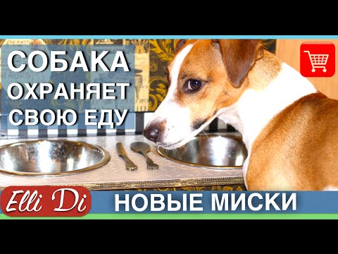 Видео: Почему моя собака охраняет его миску с едой?