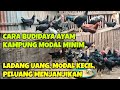 Cara budidaya ayam kampung modal minim ladang uang ternak ayam kampung peluang menjanjikan