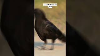 تفسير رؤيه الغراب فى المنام