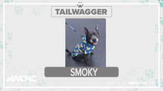 Tuesday Tailwagger: Meet Smoky