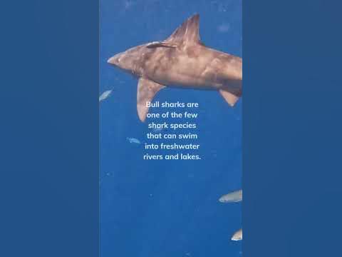Bull sharks can swim in freshwater too! #viral #facts #shortvideos #