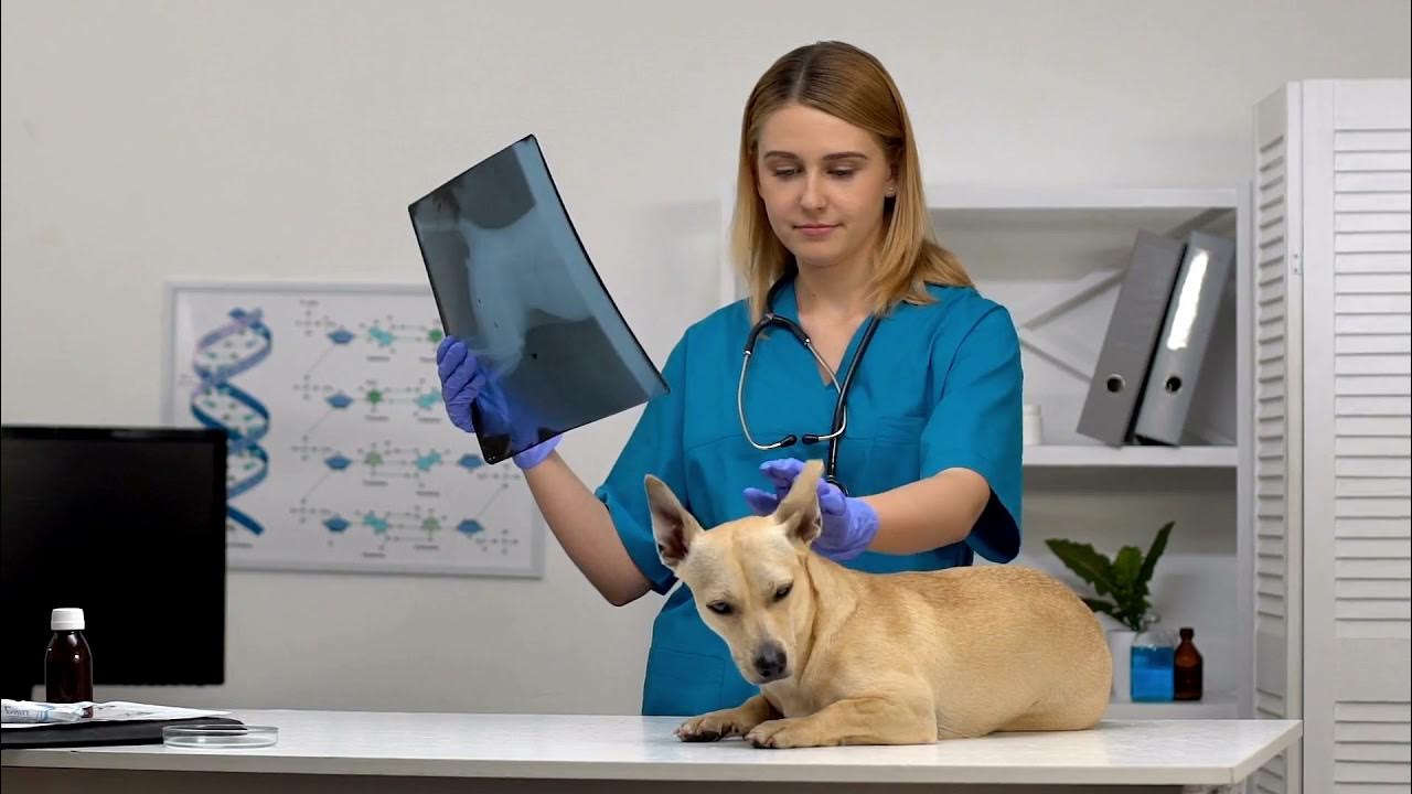 How Much Does Dog Teeth Cleaning Cost? YouTube