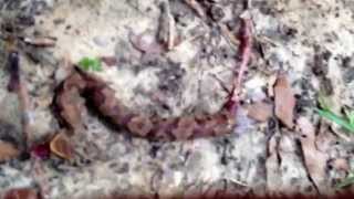 Snake Dog vs. copperhead