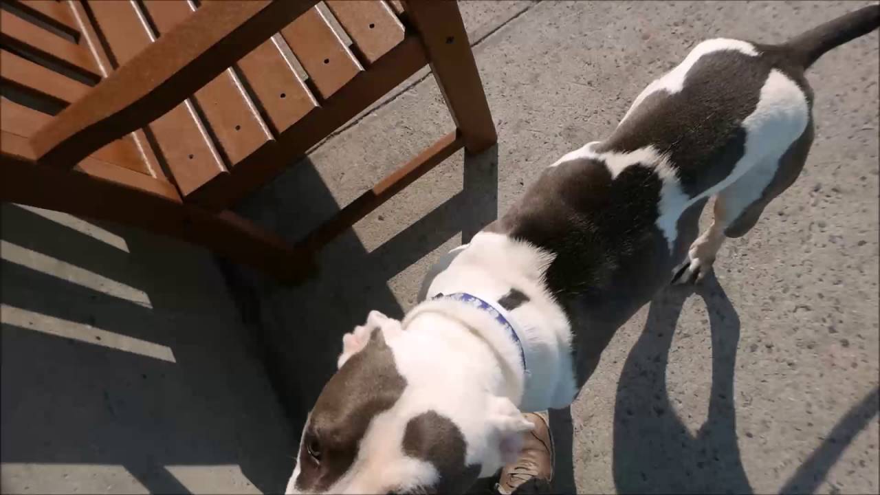 Mojo - A1080869 - Brooklyn ACC camera iphone 8 plus apk