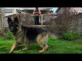 Droning long haired german shepherd doesnt end well