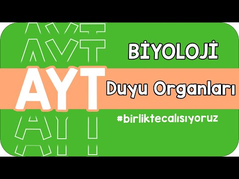 Duyu Organları | AYT'ye #birlikteçalışıyoruz