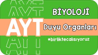Duyu Organları Aytye