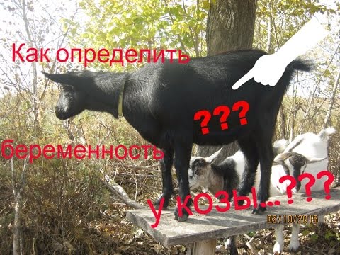 Пробую определить сукозность коз ... Пробую определить сукозность коз ...