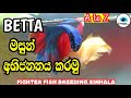 How to breed betta fish in sinhala/How to breed fighter fish/fighter sinhala