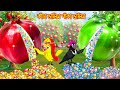 কাঁচা ডালিম পাকা ডালিম | Kaca Dalim Paka Dalim | Bangla Cartoon | Rupkothar golpo | Tuni Pakhi