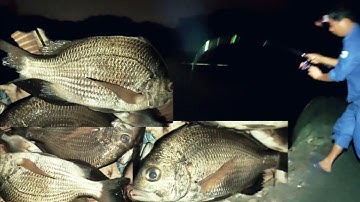 Câu cá tráp về đêm #fishig