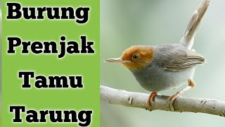 Suara pikat burung prenjak tamu terbaru