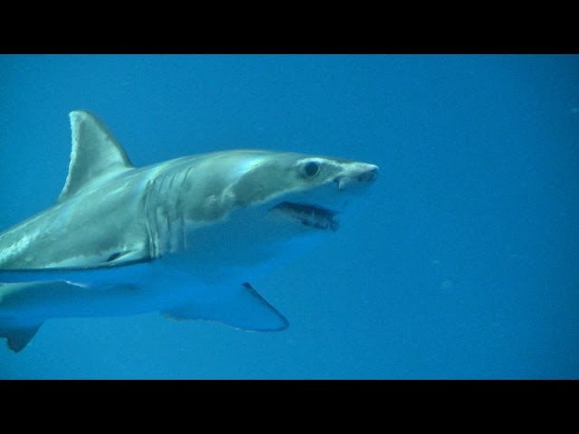 great white shark dies