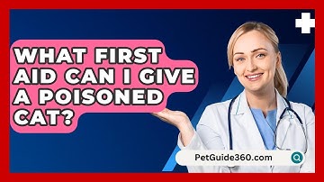 What First Aid Can I Give A Poisoned Cat? - PetGuide360.com