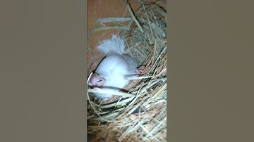 java sparrow angry birds in Cage