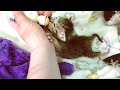 Tiny Kitten Was Found Crying Alone Without Mom Cat Become Super Cute And Feisty Baby After Rescued