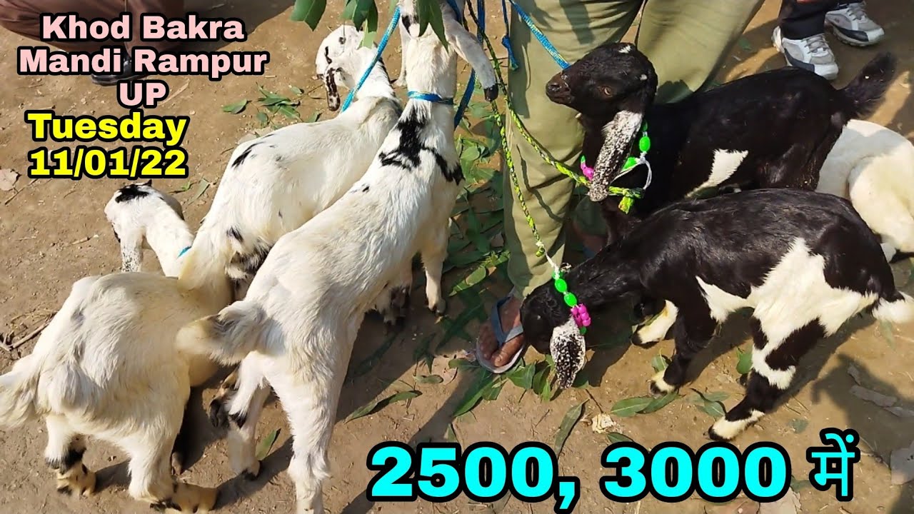 Start Goat Farm and earn money with trading YouTube