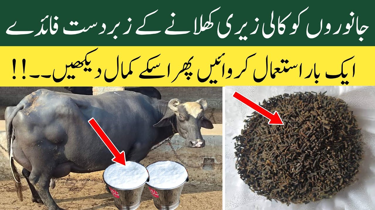 Kali Jeeri Benefits Kalijiri k faiday Dairy Farming in Pakistan
