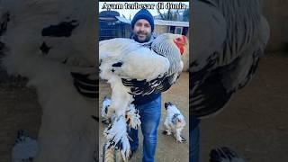 Download Lagu HEWAN BESAR DI LUAR NALAR #song #shorts #shortvideo #feedshorts #hewan #ninjasarung #hewan besar MP3