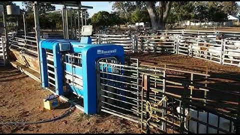 Automatically Weighing Goats with the Te Pari Racewell DR3