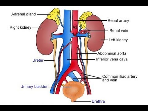 anatomy sistem urinary