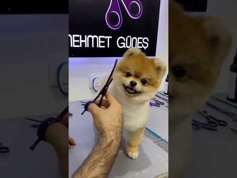 Video: Peluquería Pomerania y cortes de pelo