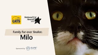 Milo | National Cat Awards 2023: Family Fur-ever finalist