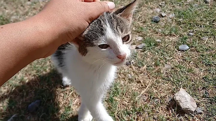 Watch the video about I took home the cat I found on the street and now the cat has a family and is very happy.