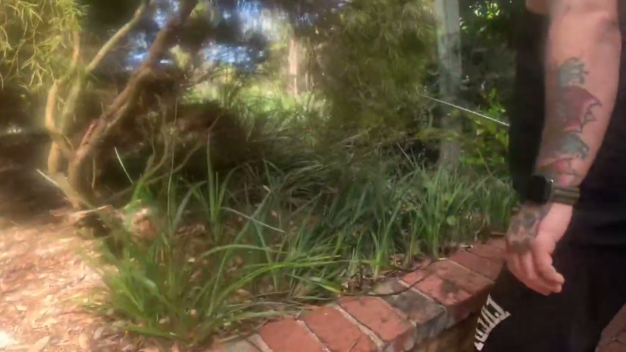 Tiger snake catch & release , Middlesex