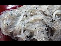 Japanese Seafood " Shirasu しらす (whitebait) fisherman "