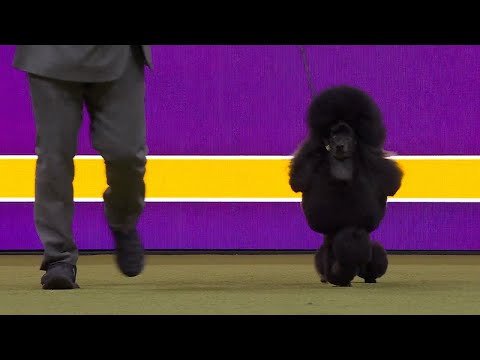 Sage the poodle wins the non-sporting group | Westminster Kennel Club