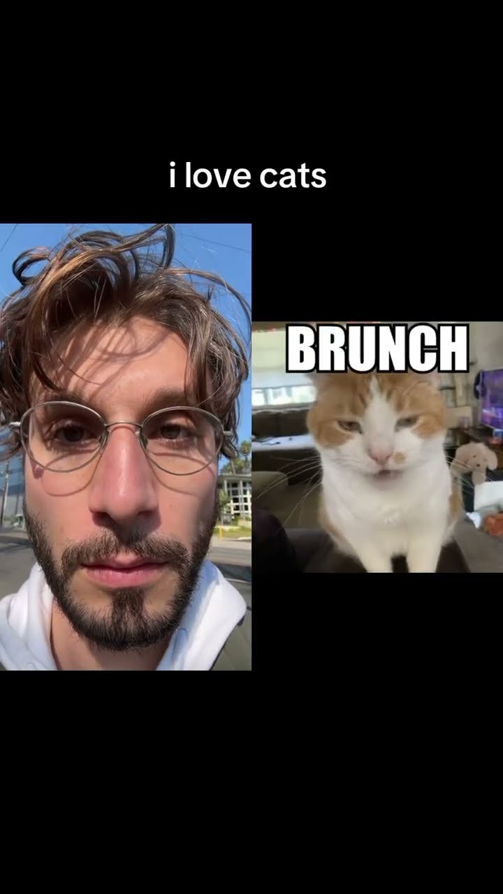 i love cats