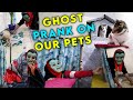 GHOST PRANK ON OUR PETS - THE PAWS FAMILY
