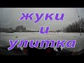 Жуки и улитка. Инструктор по вождению Спб.