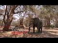 Live Safari Game Drive - Join us in Africa