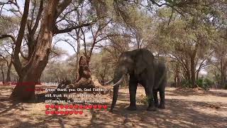 Live Safari Game Drive - Join Us In Africa