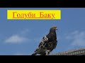 Бакинские голуби Гасанова Гасана в Баку!
