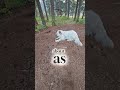 5 Signs a Great Pyrenees Really Likes You!
