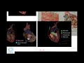 Basic anatomy and physiology of heart mbbs neet