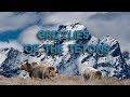 Grizzlies of the Tetons 2019 - #GRIZZLY399 and #GRIZZLYBlondie