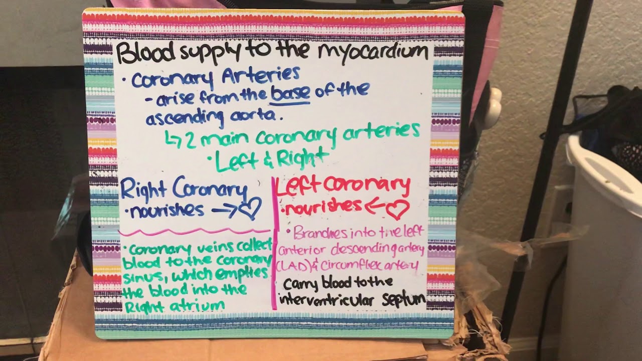 Blood Supply to the Myocardium - YouTube