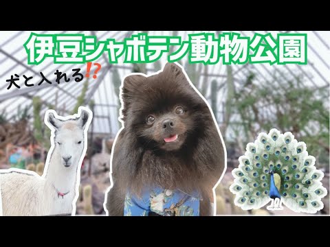 犬と入れる動物園 伊豆シャボテン動物公園 に行ってきた Youtube
