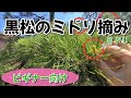 黒松の新芽(ミドリ)摘み【ビギナー向け】5月下旬 簡単 初心者向け
