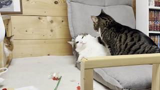 怒られてヘタレ顔になってもなんやかんや仲良しな猫