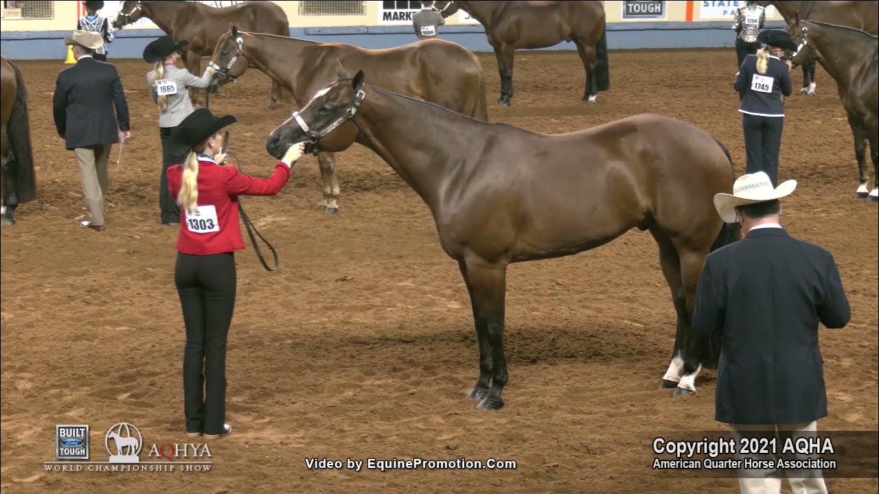 2021 AQHA Youth Performance Halter Geldings YouTube