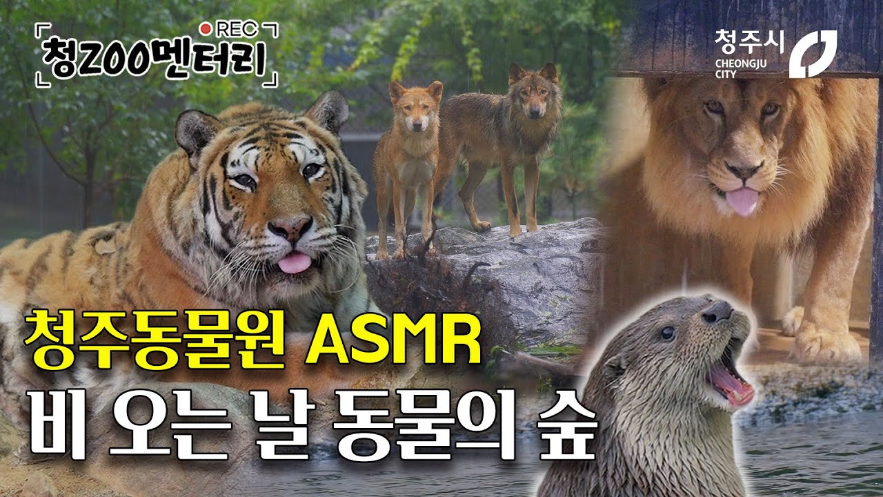 비 내리는 청주동물원, 그 특별한 하루를 보여드립니다. 