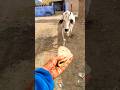 Meri gaiya aati hai mujhko doodh pilati hai #merigaiyaaatihai #cowvideos ##gaiyamerigaiya #cow #cows
